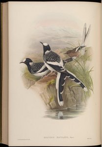 Enicurus maculatus 作者 约翰·古尔德